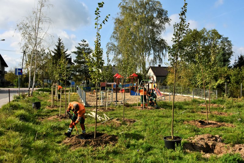 200 drzew dla Ciechanowa