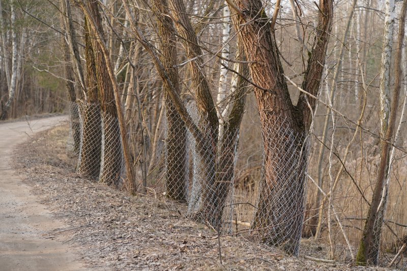 Miasto zabezpiecza drzewa przed działaniem bobrów